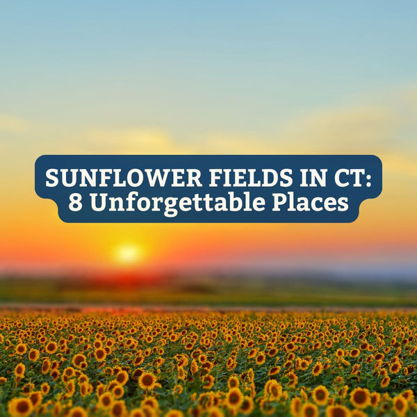 sunflower fields in ct